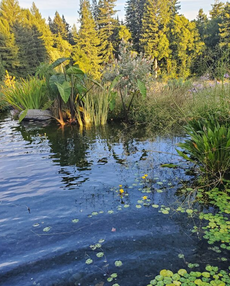 Pond with lily pads surrounded by lush greenery and trees