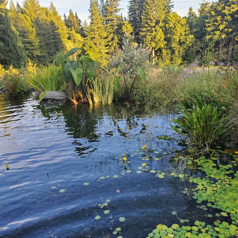 Pond with lily pads surrounded by lush greenery and trees