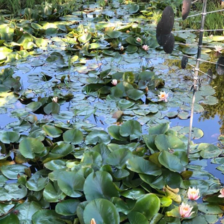 Lily pads and water lilies in a pond with greenery around