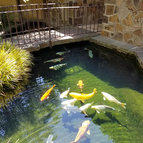 Koi fish swimming in a pond with a stone wall and metal bridge in the background