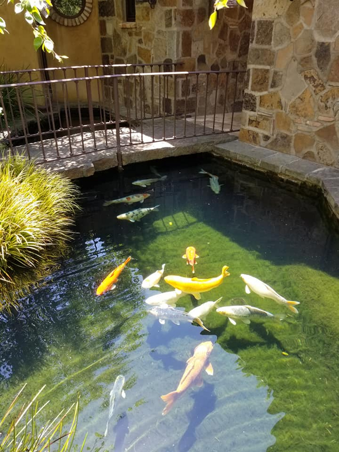 Koi fish swimming in a pond with a stone wall and metal bridge in the background