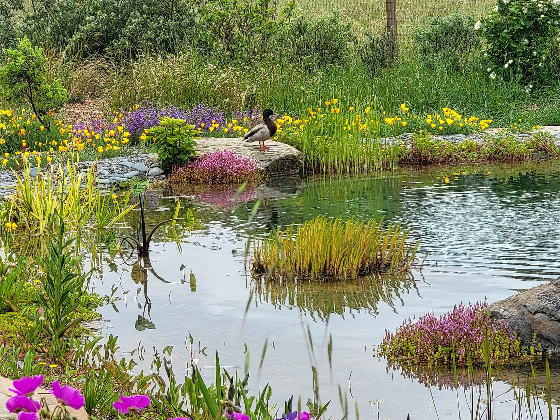 Ponds built natural look, with ducks and greenery in the background
